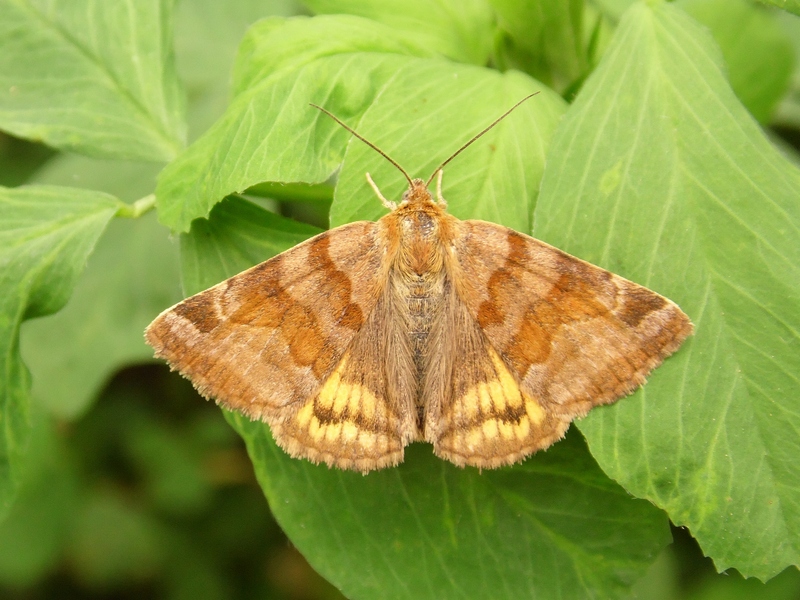 Bella noctuidae da ID - Euclidia (Euclidia) glyphica